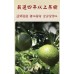 正宗新會陳皮（8年）－ 乾倉陳藏・藥香醇厚